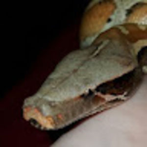 Meet your Posher, Mattilynn